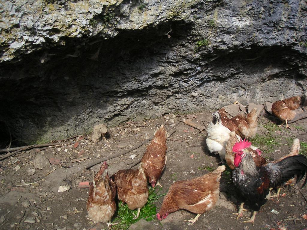 Natur-Aktiv-Hof Thiem Pottenstein Dış mekan fotoğraf